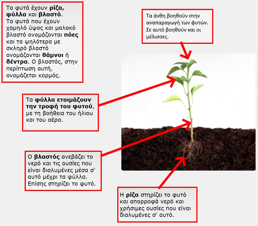 Πληροφορίες για φυτά